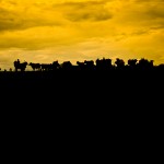 Los Llanos Colombia, Josmi Amin Martelo