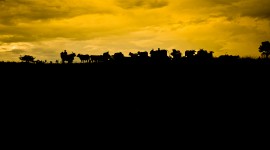 Los Llanos Colombia, Josmi Amin Martelo