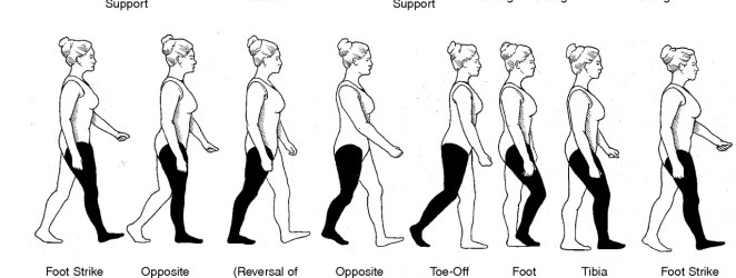 the human gait