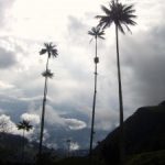 Of Colombian Weather and Wax Palm Trees