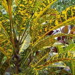 A Brief Guide to Staying in Colombia’s Amazon Region