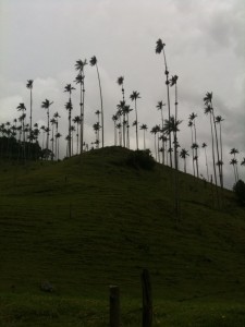Picture 006