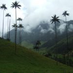 Colombia’s Diversity: Cocora Valley