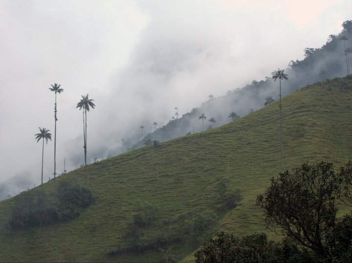 Cocora Valley