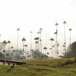 VIDEO: Heard of Cocora Valley in Colombia? Take a look at its otherworldly scenery…