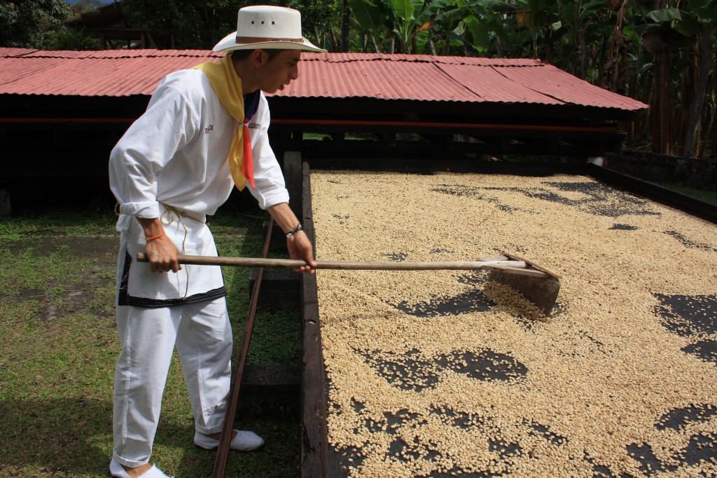 Working on the Coffee farm