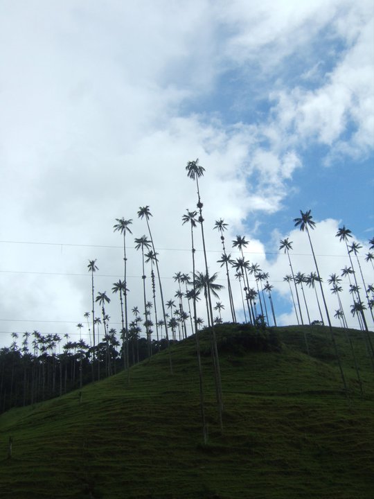 Cocora Valley, Colombia Cocora Valley, Colombia