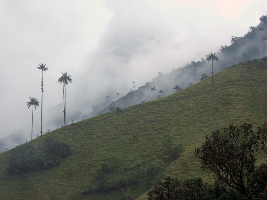Cocora Valley Cocora Valley