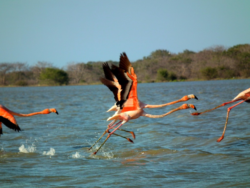 flamingos la guajira colombia