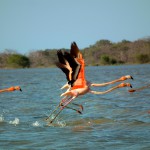 Bird Watching in Colombia: the best in the world?!