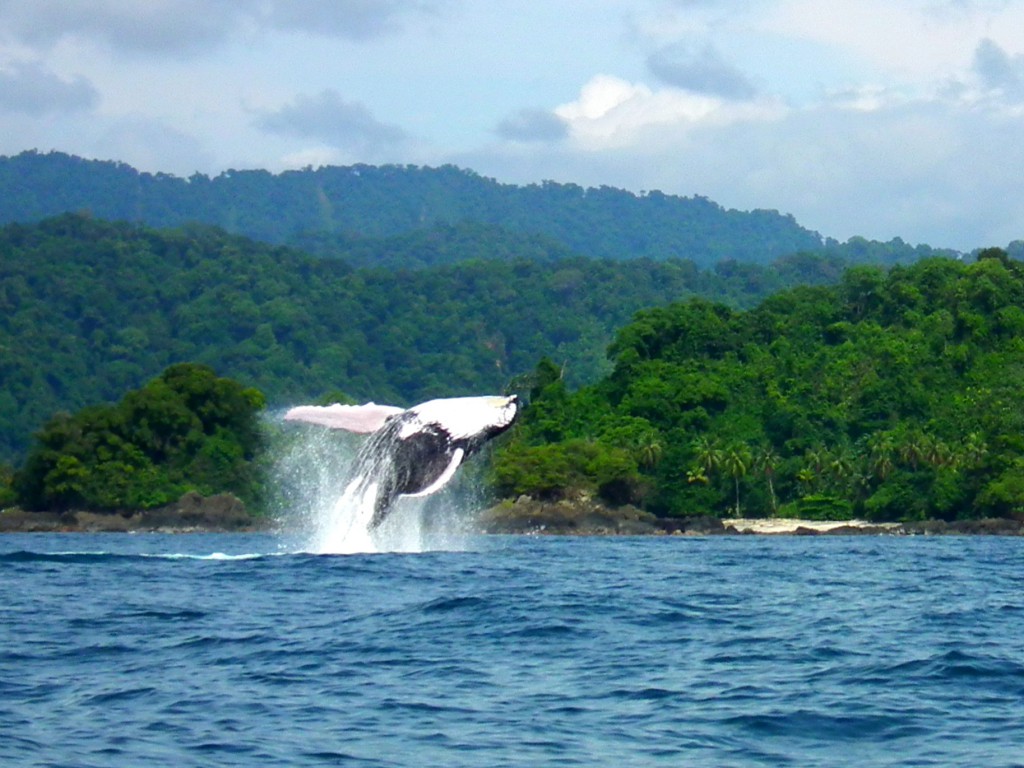 humpback whales choco colombia