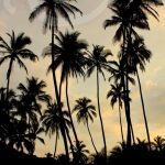 The Paradise You’ve Been Searching For: Tayrona National Park