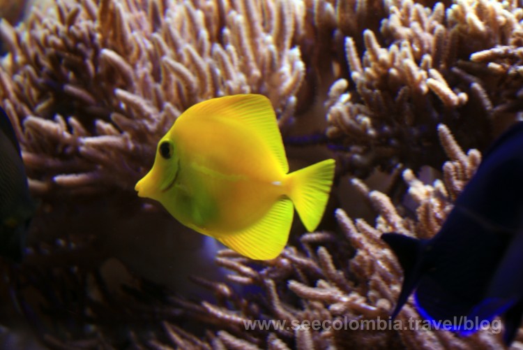 The Aquarium at Explora