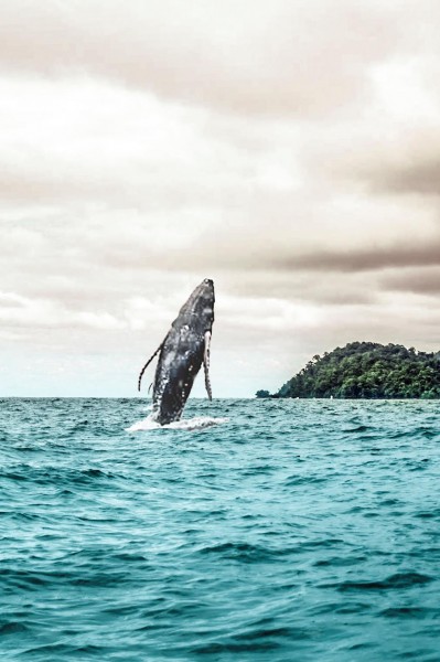 Isla Gorgbna, in the Colombian Pacific, is a great place to go whale-watching