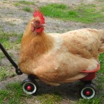 Colombian Cultural Treasures: The Chicken Bus.