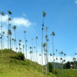 The Cocora Valley: One of Colombia’s Natural Wonders