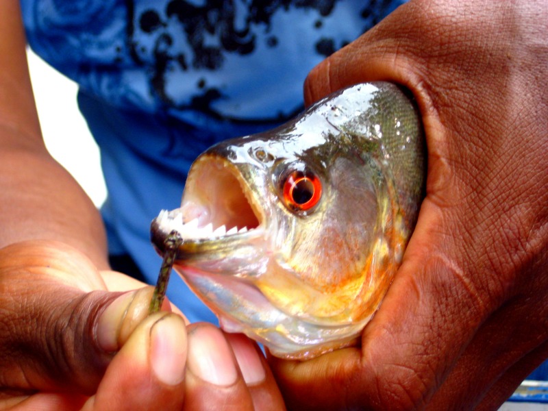 Piranha