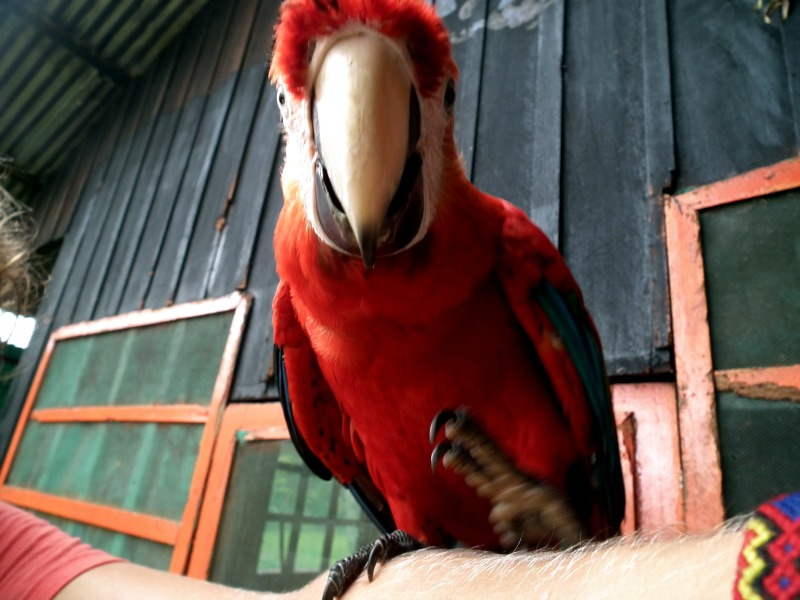Scarlett Macaw