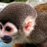 Puerto Nariño and Alto del Aguila – Amazon Adventures