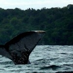 Avistamiento de ballenas en el Pacifico Colombiano