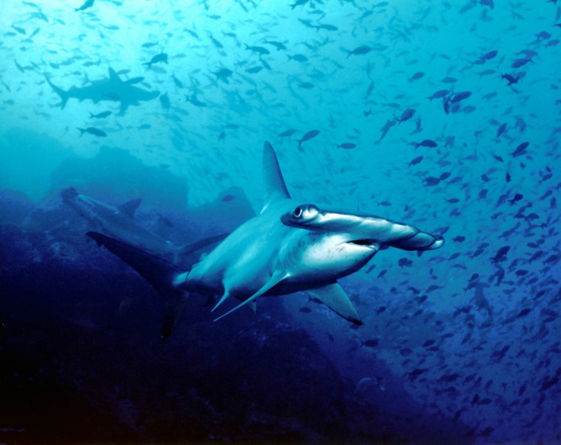 Malpelo Hammerhead Colombia