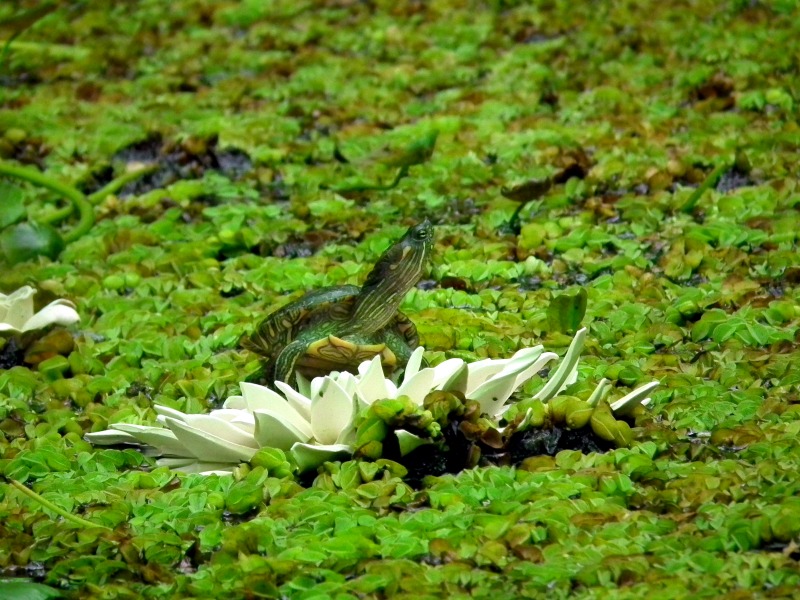 José Celestino Mutis Botanical Gardens