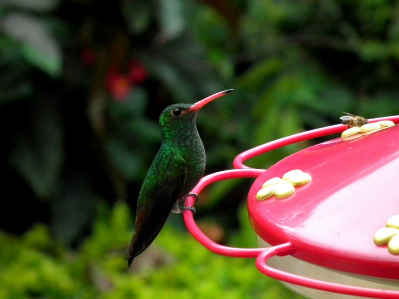 Hummingbird Colombia