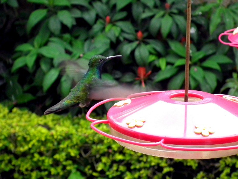 Hummingbird Colombia