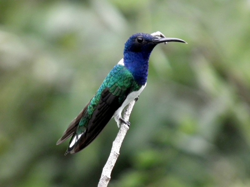 White necked Jacobin Colombia