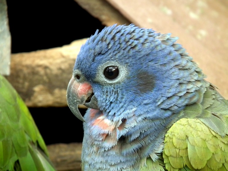 Paway Centro Ecoturistico Amazónico, Mocoa
