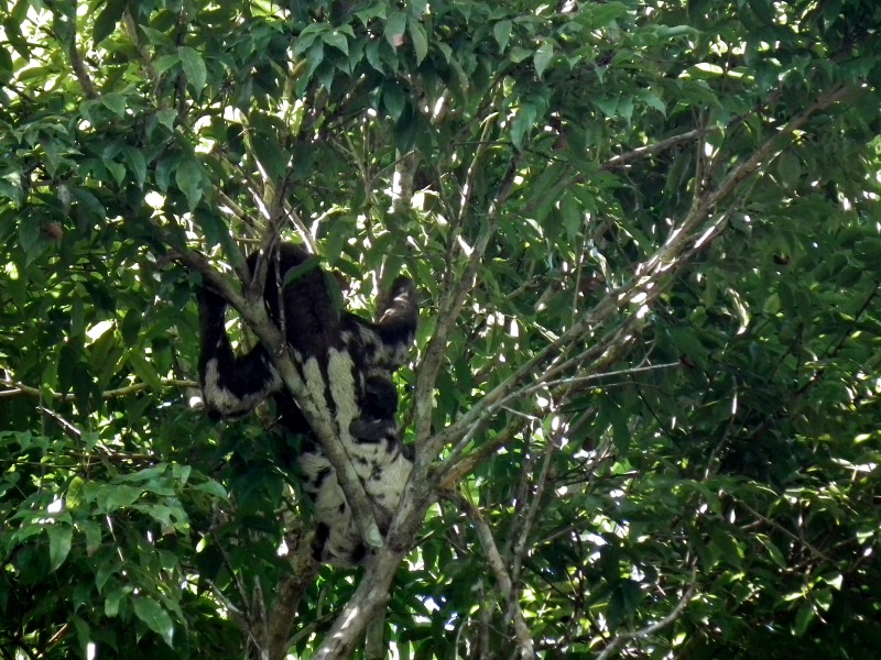Amazon Sloth
