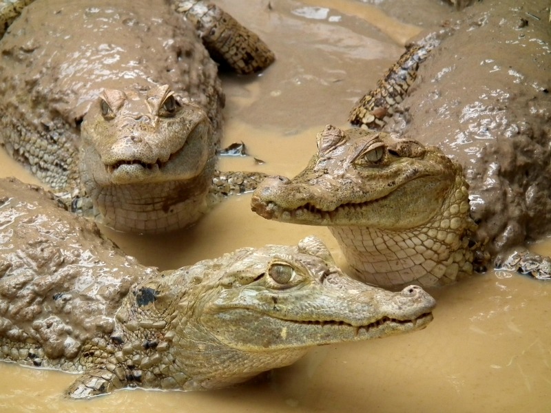 Caiman Amazon 