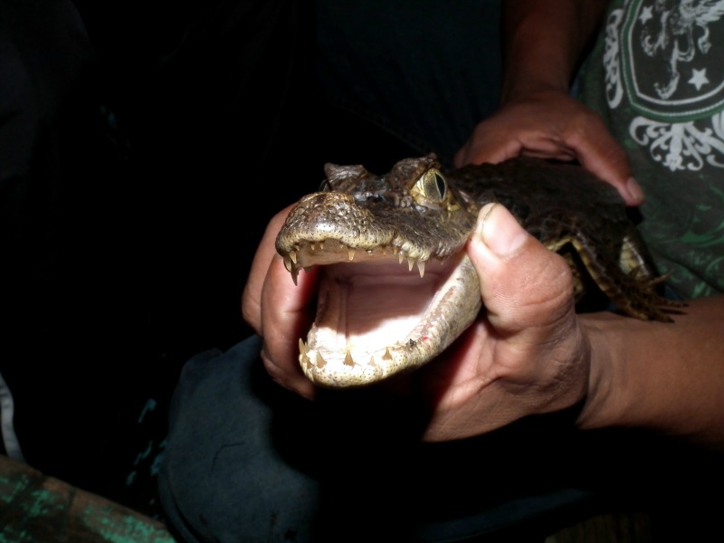 amazon caiman
