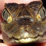 Colombia Photo Gallery: Amazon Jungle Animals!