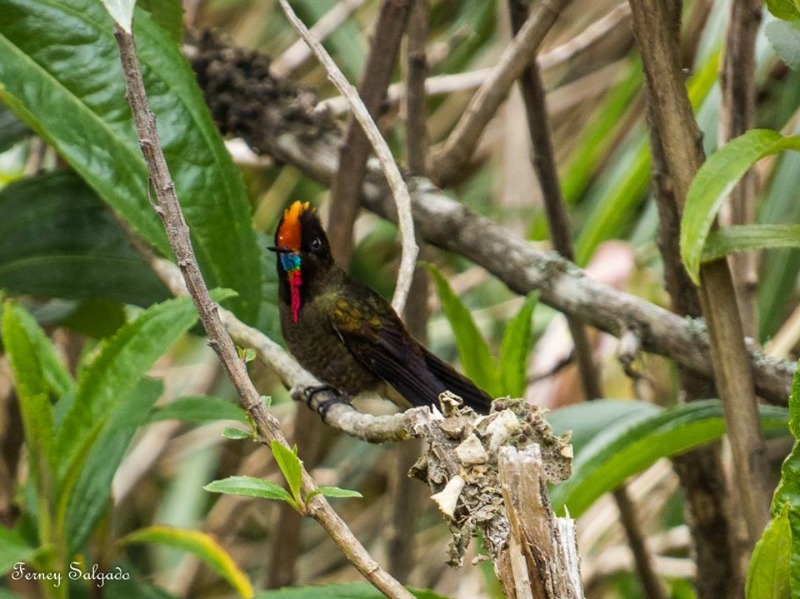 Termales del Ruiz Hummingbirds