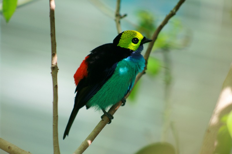 Paradise tanager Mocoa