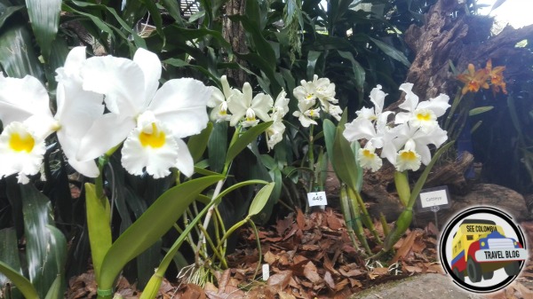 feria de flores 2016 medellin orquideas pajaros y flores