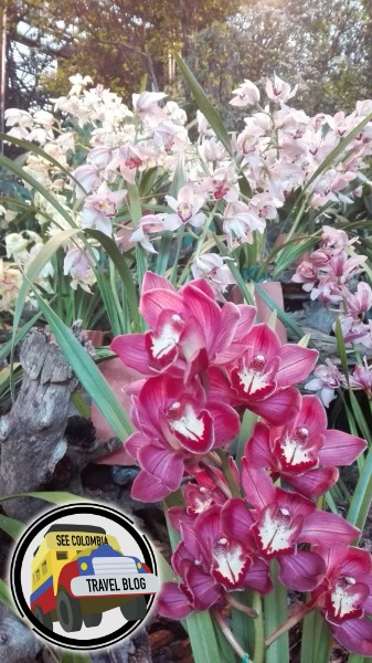 feria de flores 2016 medellin orquideas pajaros y flores