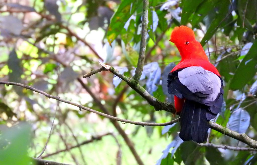 andean cock of the rock jardin colombia