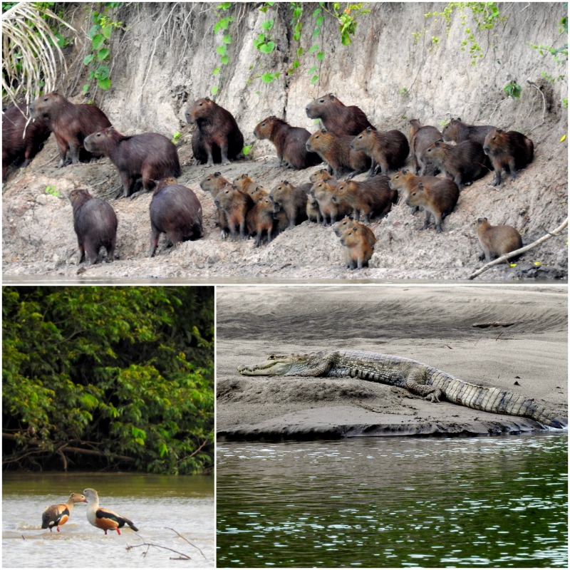 rio cravo sur orocue casanare colombia