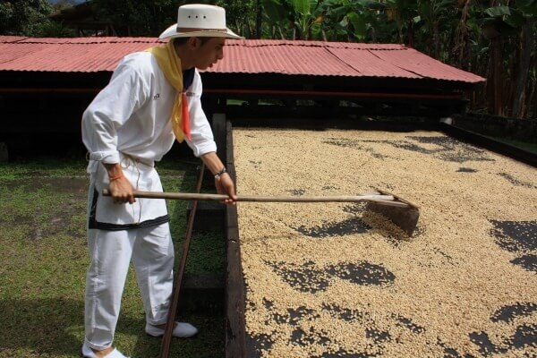 Caficultores colombianos trabajando durante el proceso cafetero