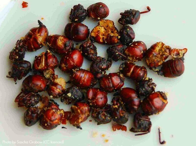 Hormigas culonas