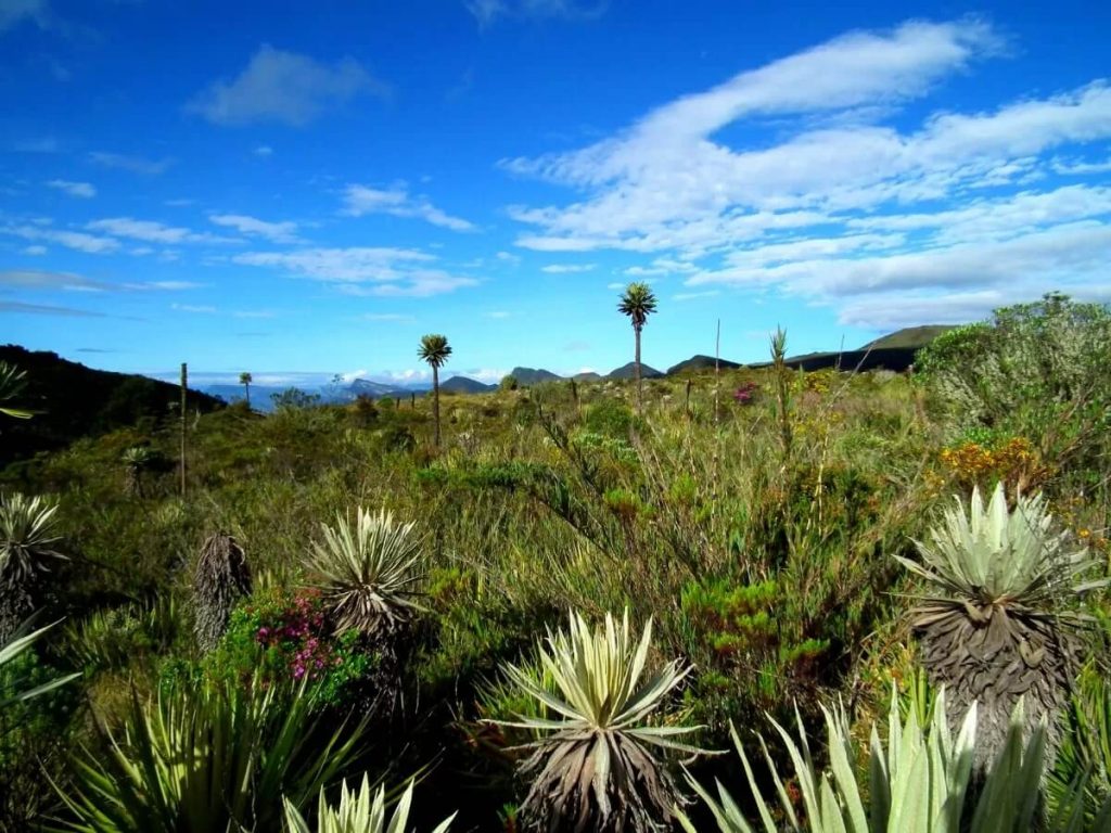 Chingaza Bogotá Colombia